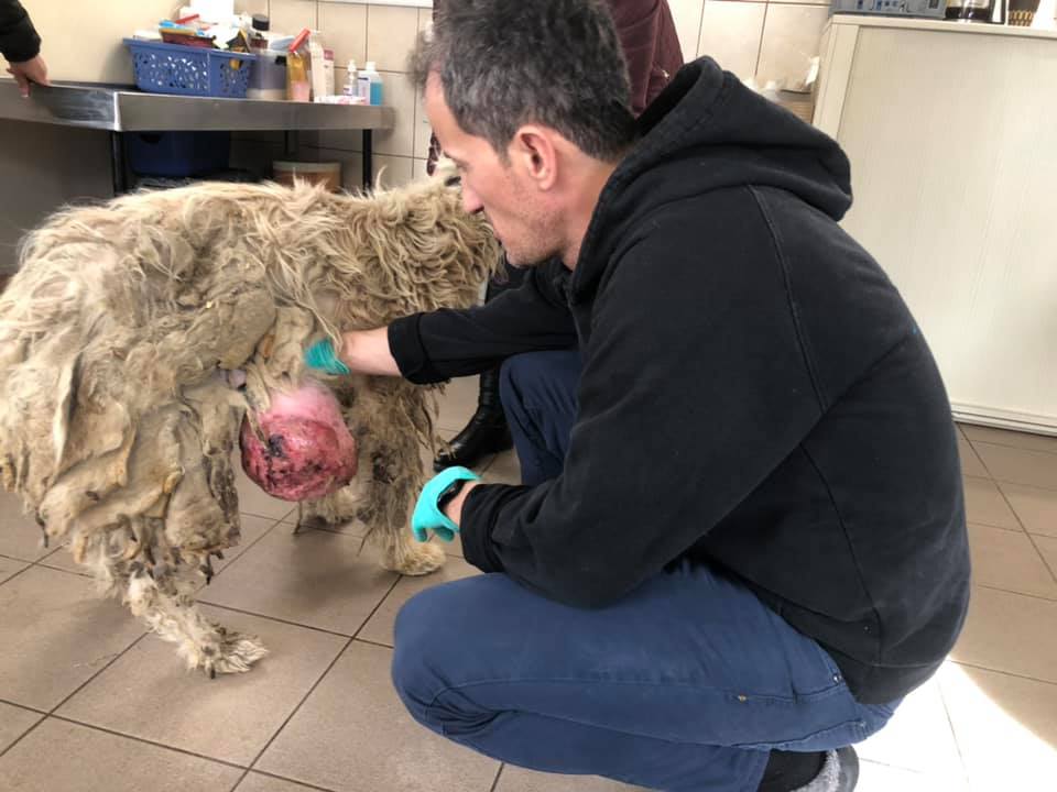 Diesem Hundeschatz wurde ein Tumor von 2,8 kg entfernt