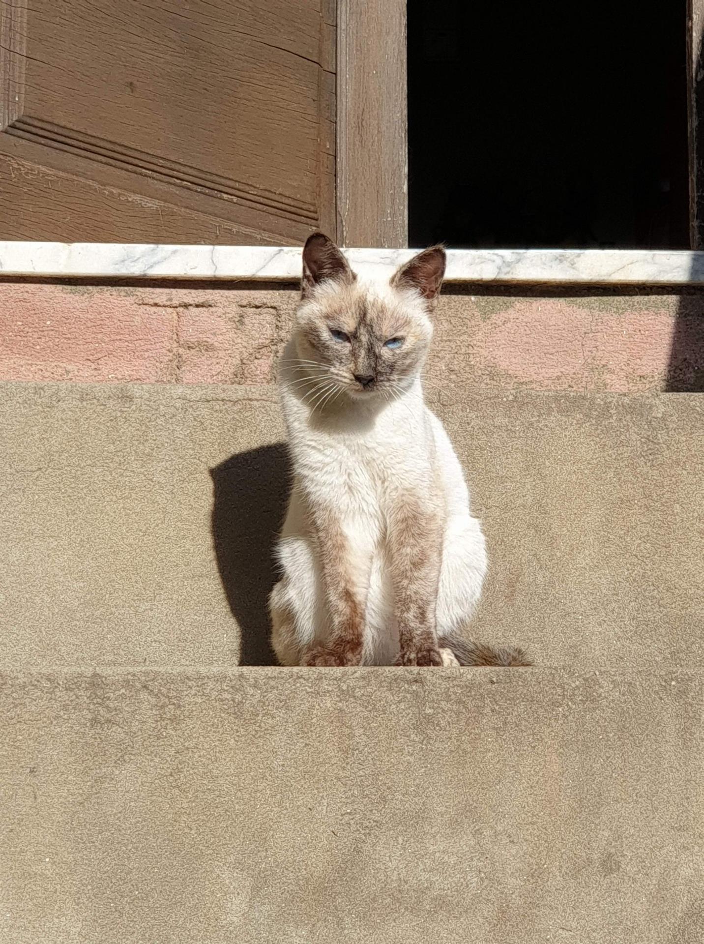 SUST cat neutering in Portugal