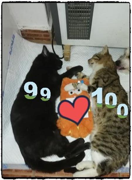 We celebrate the first 100 free neutered cats in Moreni!