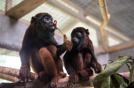 Alaya - kleines Affenmädchen erhält Hilfe im SUST-Tierwaisenhospital in Peru
