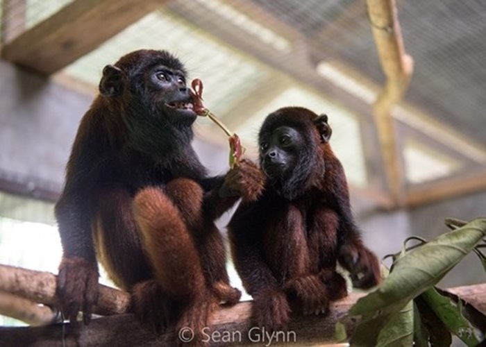 Alaya - kleines Affenmädchen erhält Hilfe im SUST-Tierwaisenhospital in Peru