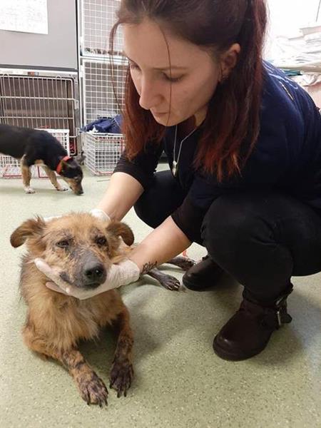 Taz receives help at the SUST Animal Orphans Hospital Bucharest