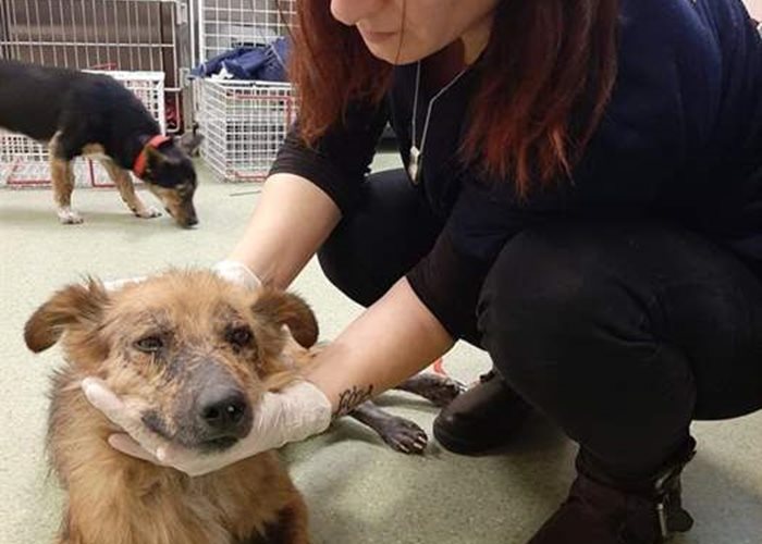 Taz receives help at the SUST Animal Orphans Hospital Bucharest