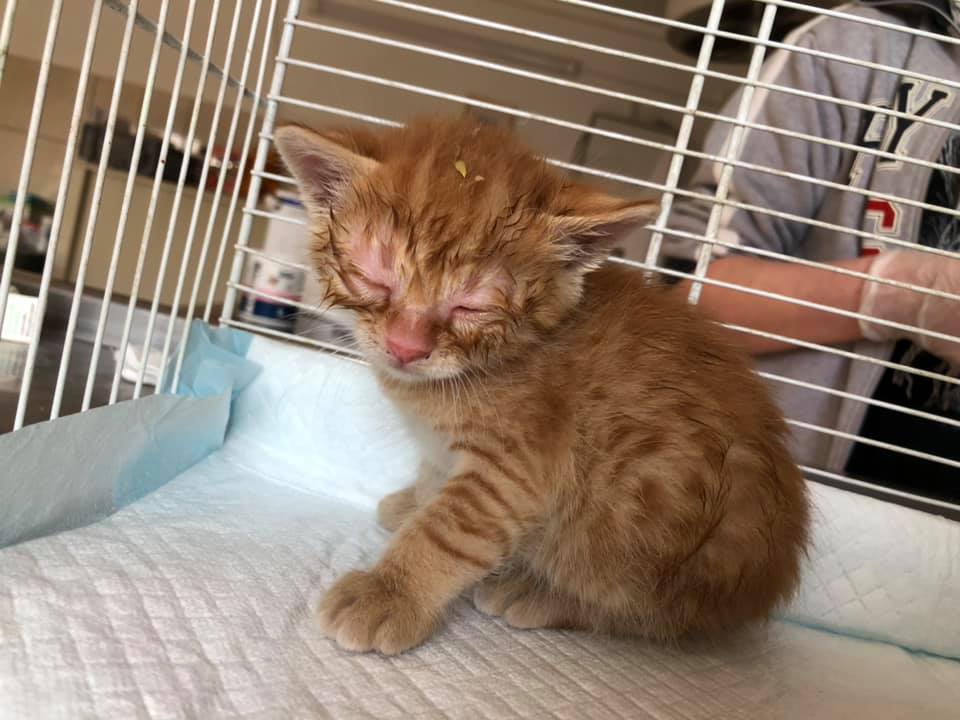 Little tomcat admitted to the SUST animal orphan hospital in Galati