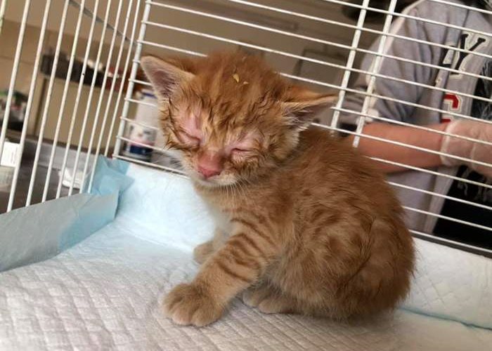 Little tomcat admitted to the SUST animal orphan hospital in Galati