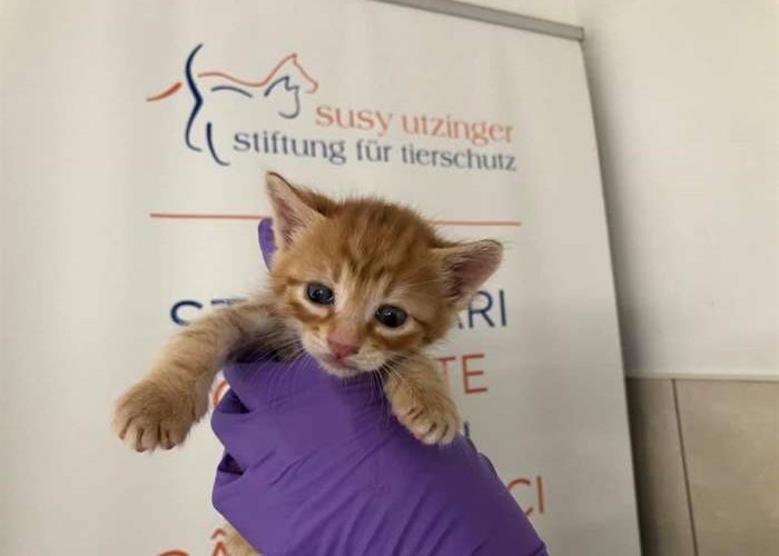 Update on small tomcat at SUST Animal Orphans Hospital Galati