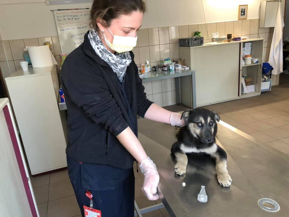 Ein weiterer verletzter Welpe, der dringend Hilfe brauchte und sie im SUST-Tierwaisen-Hospital in Galati (Rumänien) gefunden hat