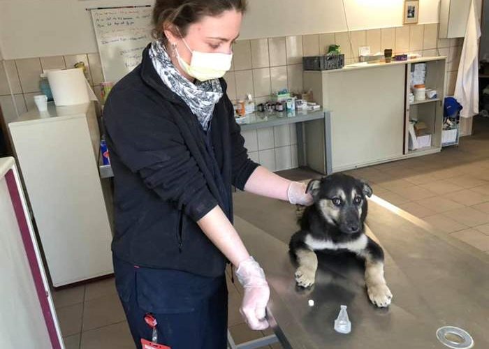 Ein weiterer verletzter Welpe, der dringend Hilfe brauchte und sie im SUST-Tierwaisen-Hospital in Galati (Rumänien) gefunden hat