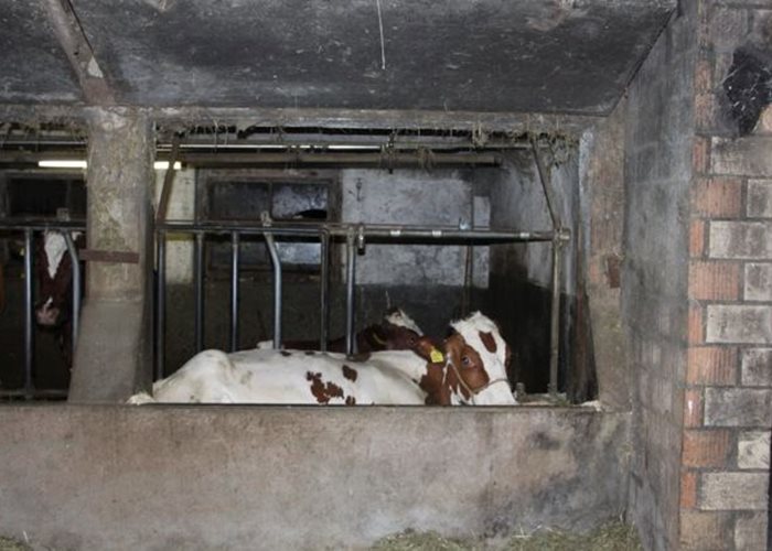 Grosstierrettungsdienst hilft Kuh "Perla" aus der "Klemme"