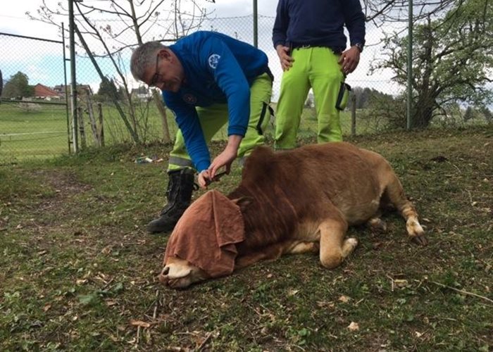 Ein scheues Zebu-Rind wird tierärztlich untersucht
