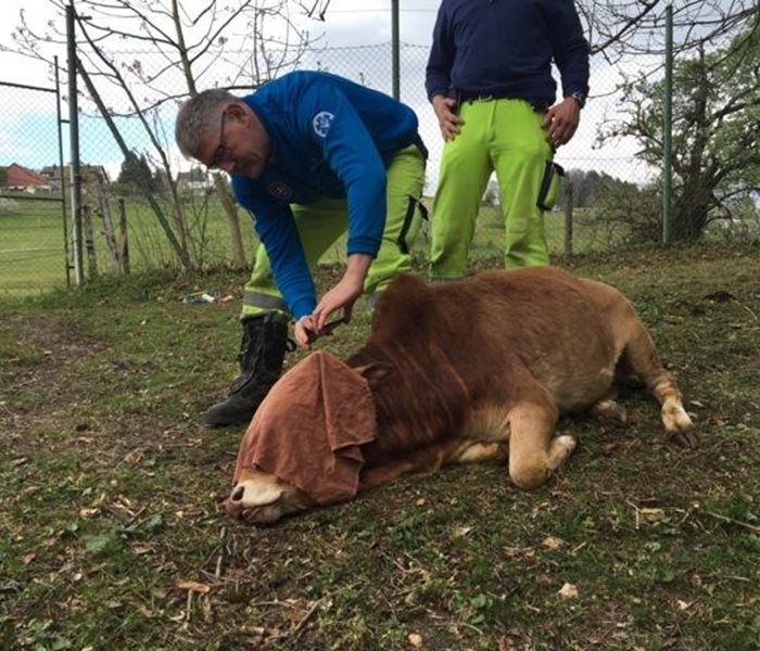 Ein scheues Zebu-Rind wird tierärztlich untersucht