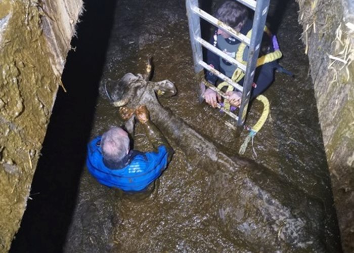 Cow falls into slurry pit