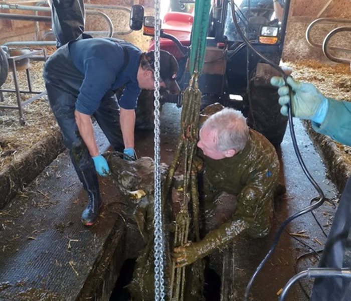 Beherzte Rettung einer verunglückten Kuh aus dem Güllenschacht durch den Grosstier-Rettungsdienst