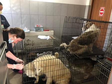 Die Susy Utzinger Stiftung hilft den Hunden im öffentlichen Tierheim Ecosal in Galati, Rumänien