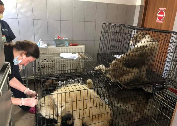 The Susy Utzinger Foundation helps the dogs in the public shelter Ecosal in Galati, Romania