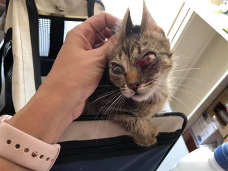 Dieser heimatlose Kater brauchte Hilfe und fand sie im SUST-Tierwaisen-Hospital Galati, Rumänien