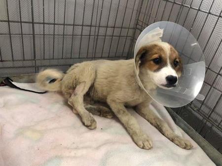 Another puppy, injured and all alone and lost in the world