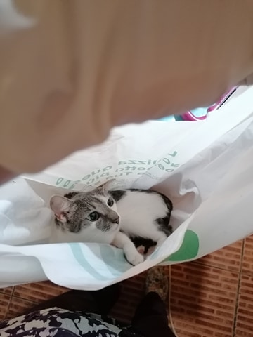The cat in the bag