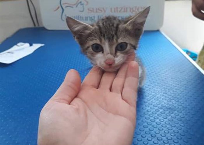 The SUST Animal Orphans Hospital Bucharest saves another precious life