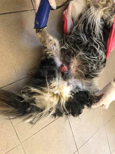 Ein Strassenhund aus einem Dorf in der Nähe von Galati brauchte eine notfallmässige Kastration