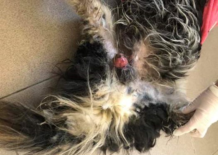 A street dog from a village near Galati needed emergency castration