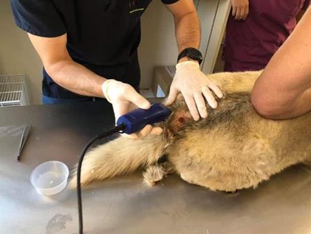 Ein wunderschöner, alter Husky-Mix kam mit einer schweren Infektion ins SUST-Tierwaisen-Hospital Galati, Rumänien