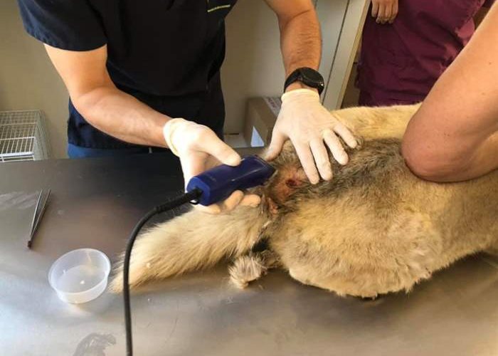 Ein wunderschöner, alter Husky-Mix kam mit einer schweren Infektion ins SUST-Tierwaisen-Hospital Galati, Rumänien