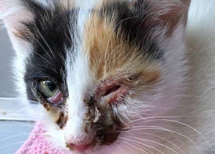 Great cat misery in Switzerland - A sad cycle