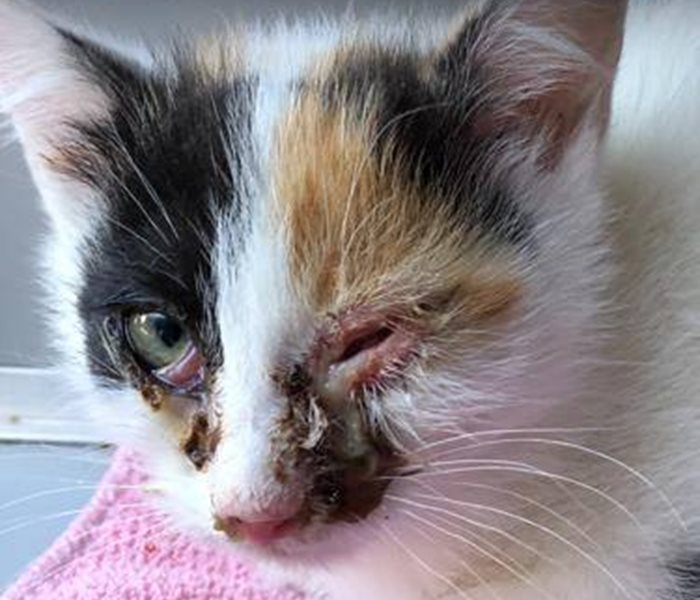 Great cat misery in Switzerland - A sad cycle