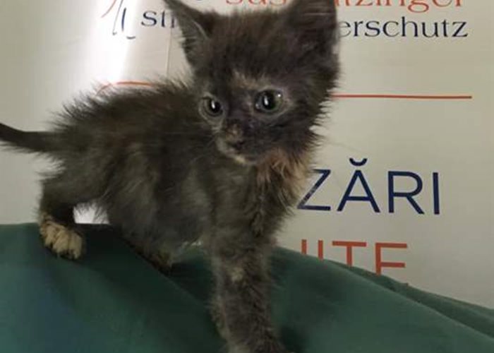 Yara ist ein winziges Kätzchen, das mit seinem Bruder auf der Strasse gefunden wurde