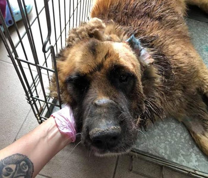 A big dog from the public shelter was lucky enough to be adopted