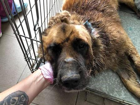 Ein grosser Hund aus dem öffentlichen Tierheim hatte das Glück, adoptiert zu werden
