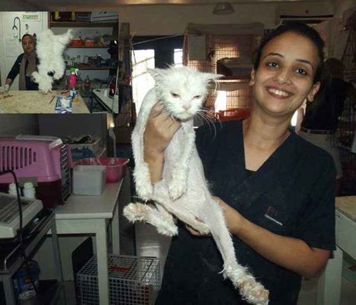 Another case at the SUST Orphan Animal Hospital Hurghda, Egypt