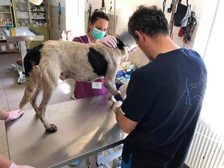 Ein weiterer Fall im SUST-Tierwaisenhospital Galati, Rumänien