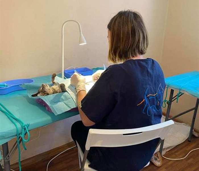 Romania: Castration action in Cotu Vaii