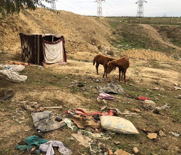 Pferdematerialabgaben in Rumänien