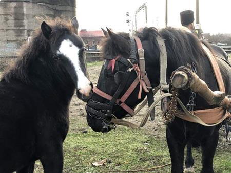 Hilfe für rumänische Arbeitspferde:
