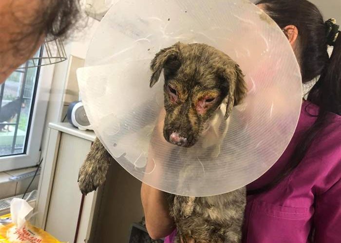 Dog baby survives after fire