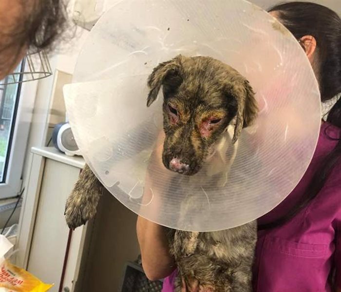 Dog baby survives after fire