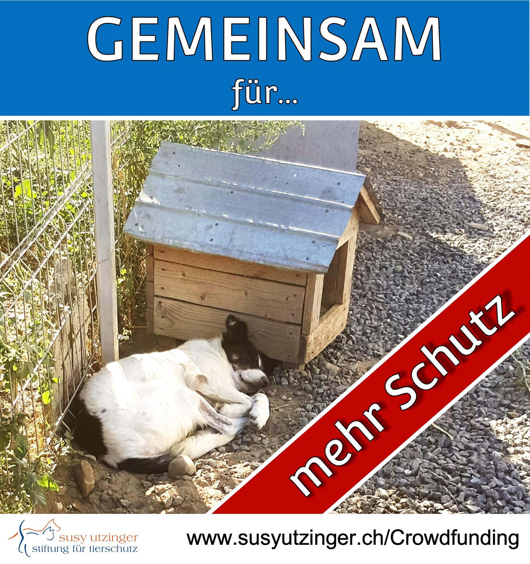 Crowdfunding für das SUST-Shelter in Galati, Rumänien