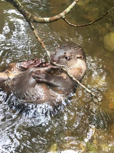 Junge Otterweibchen Anishka im SUST- Tierwaisenhospital Esperanza Verde