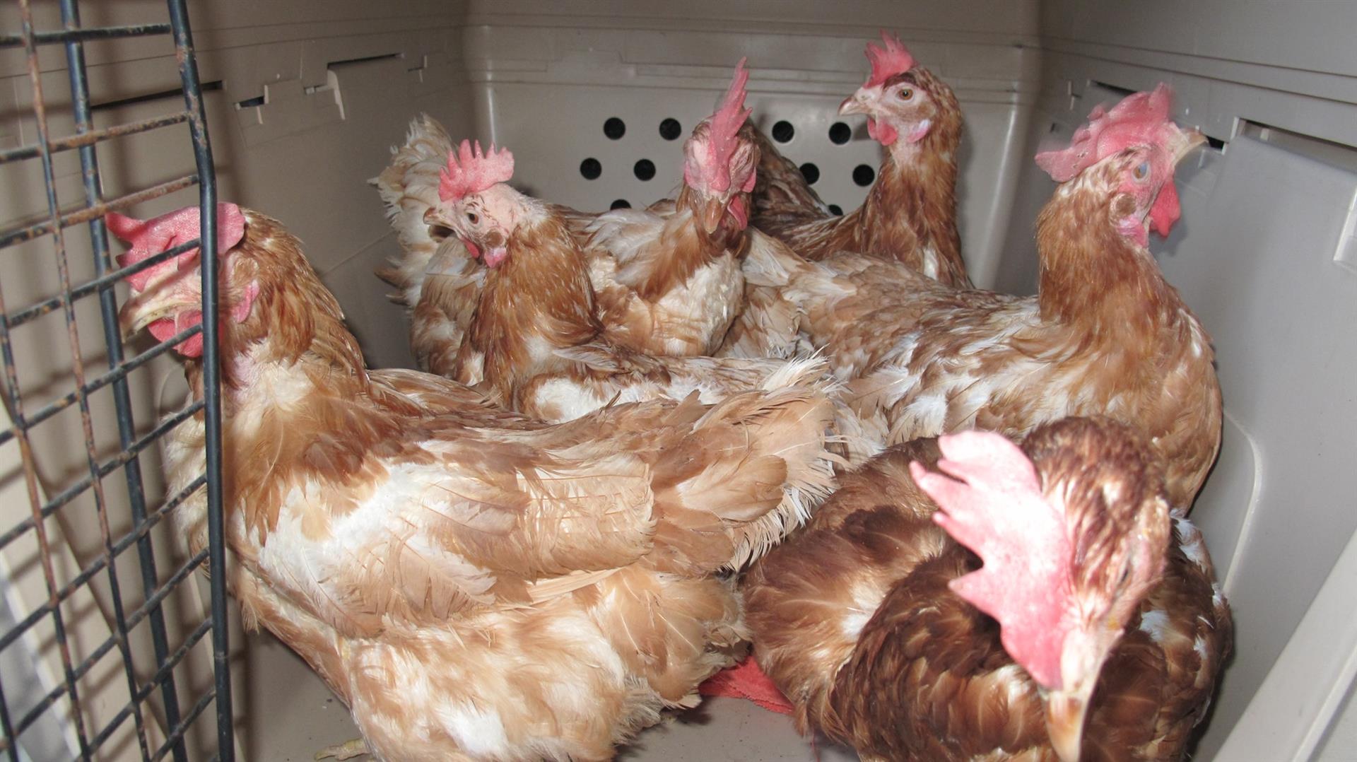 SUST laying hen campaign: In mid-January 2021, approx. 400 brown laying hens are still looking for a new home