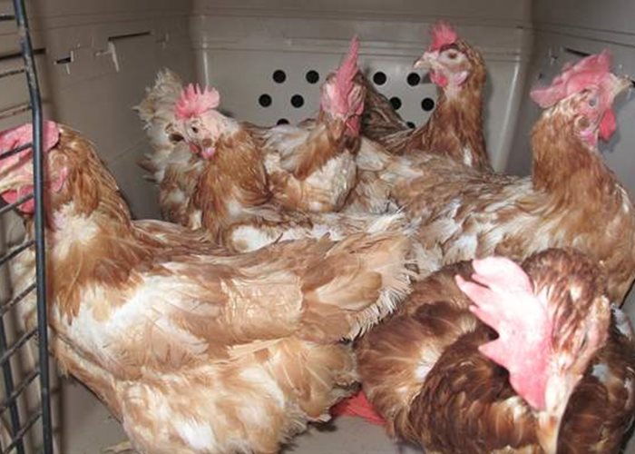 SUST laying hen campaign: In mid-January 2021, approx. 400 brown laying hens are still looking for a new home