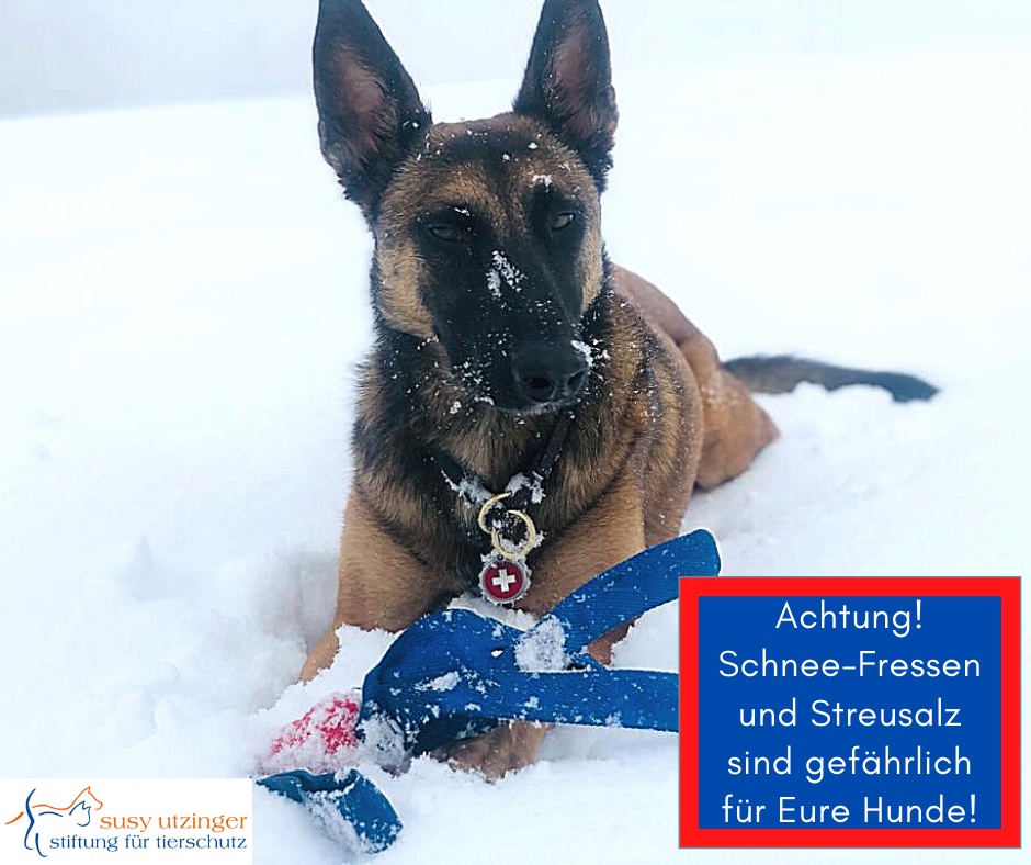 Achtung vor Schnee-Gastritis bei Hunden