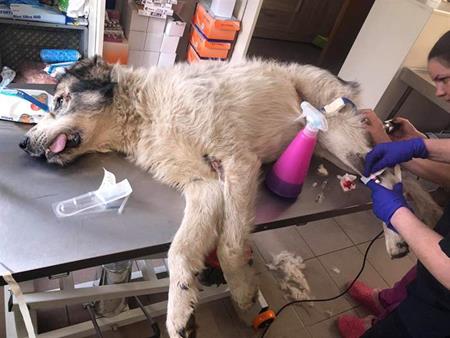 Seriously injured, this large male was left on the road after crashing with a car