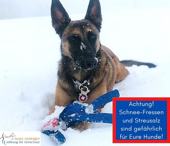 Achtung vor Schneegastritis bei Hunden!