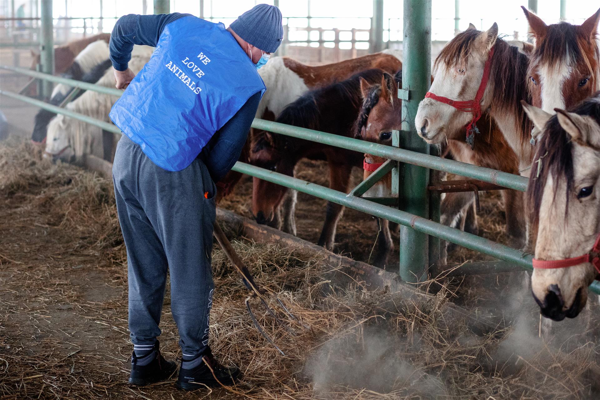 Crowdfunding für einen neuen Stall in Rumänien für die ausgesetzten Pferde