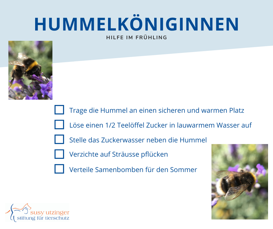 Bumblebee queens in spring - how can we help?