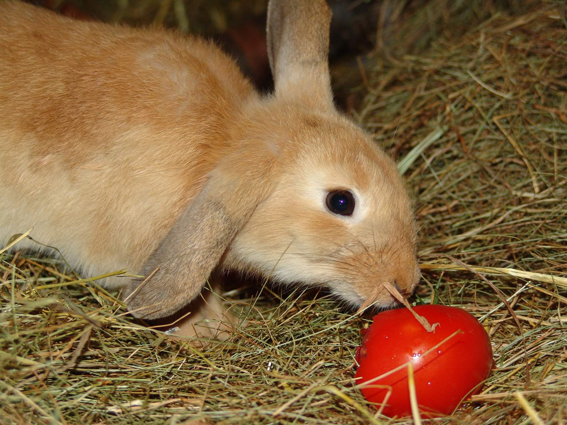 Lebende Kaninchen sind keine Ostergeschenke!