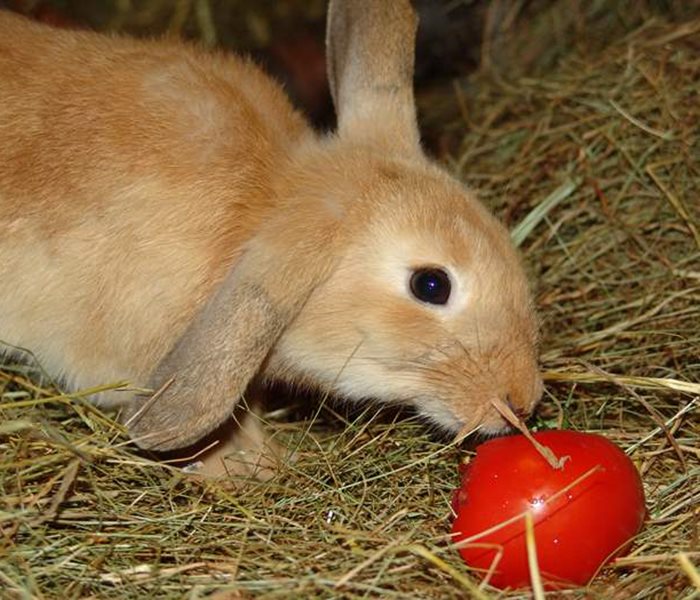 Lebende Kaninchen sind keine Ostergeschenke!